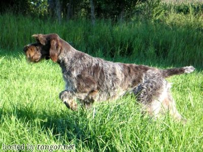 Griffon Korthals SHEEP DE LA BIÉRATIÈRE Griffon Korthals SHEEP DE LA BIÉRATIÈRE